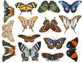 Butterflies #2 Food Safe