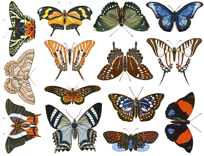 Butterflies #2 Food Safe
