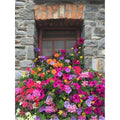 Colorful Flower With Window Diamond Painting Diamond Art Kit