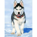 Husky Dog Diamond Painting Diamond Art Kit
