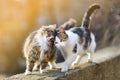 Two Friendly Cats Diamond Painting Diamond Art Kit